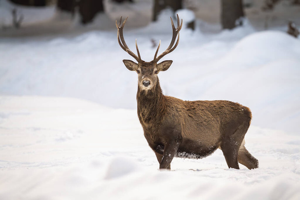 Schönes Männchen vom Rothirsch zeigt sein Geweih in der winterlichen Landschaft - Foto, Bild