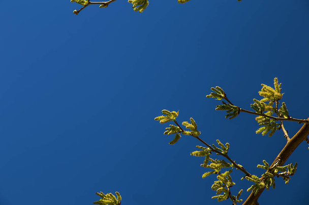 Zöld hajtások egy virágzó fáról tavasszal - Fotó, kép