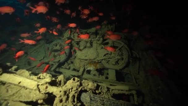 nurkowie pływający wewnątrz ładowni zatopionego statku - Materiał filmowy, wideo