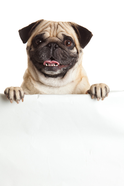 Mops pes s bunner izolovaných na bílém pozadí. návrh - Fotografie, Obrázek