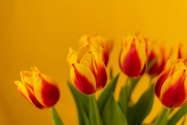 Tulips on a yellow background - Foto, imagen