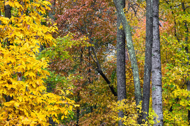Cores deslumbrantes do outono escondidas nas profundezas da floresta verde
 - Foto, Imagem