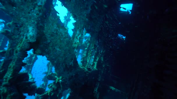 úszás mentén a hajó roncs víz alatt a vörös tengerben - Felvétel, videó