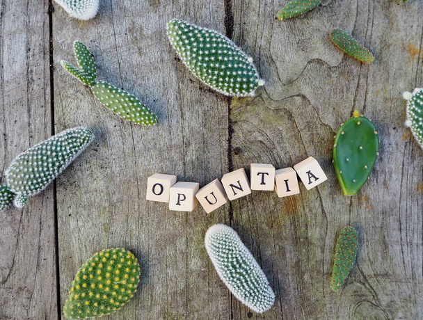 Malé polštářky kaktusu opuntia microdasys, běžně známé jako králičí uši kaktus, na dřevěném stole s jeho jménem písmeny - Fotografie, Obrázek