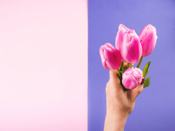 Mano femenina con tulipanes en rosa y morado
 - Foto, Imagen