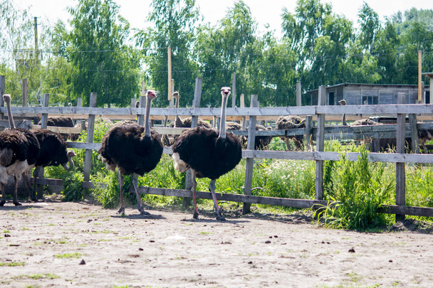 El avestruz cruza el campo. Granja avestruz
 - Foto, Imagen