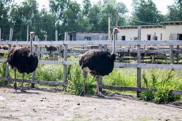 Ostrich runs across the field. Ostrich farm - Фото, изображение