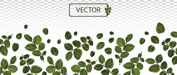 3d realistic green leaves. Collection leaves isolated on transparent background. Fresh leaves. Banner with copy space for your text. Top view. Vector illustration - Vektor, obrázek