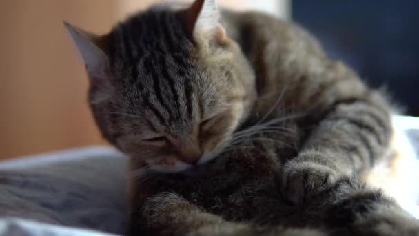 Il gatto lecca mentre è seduto sul letto. Un gatto di razza britannica si lecca i capelli. Rallentatore
. - Filmati, video