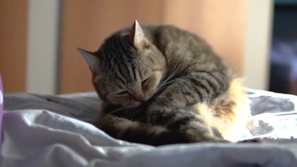 Il gatto lecca mentre è seduto sul letto. Un gatto di razza britannica si lecca i capelli. Rallentatore
. - Filmati, video