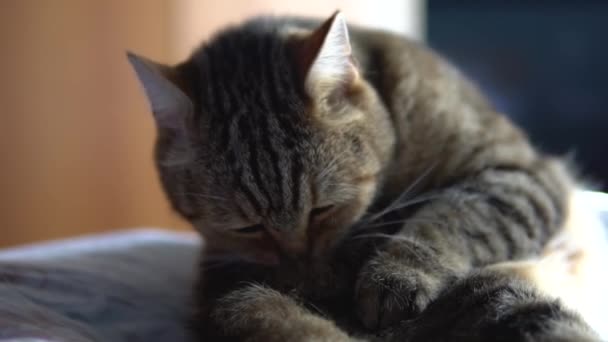 Kedi yatakta otururken yalıyor. Bir İngiliz kedisi saçlarını yalıyor. Yavaş Hareket. - Video, Çekim