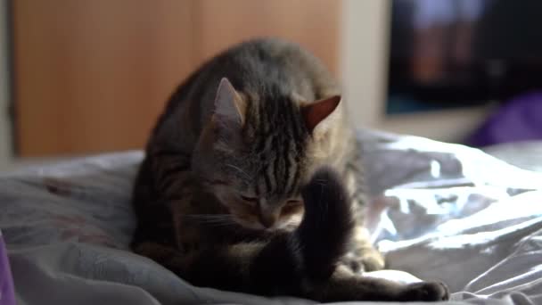猫はベッドに座りながら舐める。イギリスの品種の猫は髪を舐めます。スローモーション. - 映像、動画