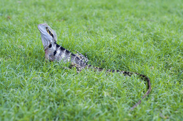 Lagarto hermoso dragón de agua australiano (Intellagama lesueurii, anteriormente Physignathus lesueurii) sobre hierba verde
 - Foto, Imagen