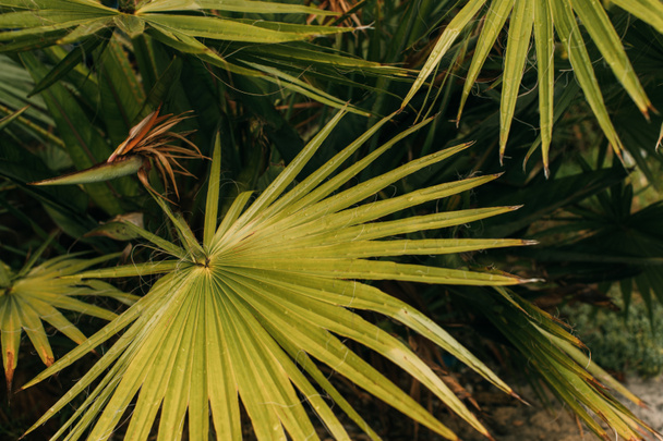 Tropikal ve yeşil palmiye yapraklarının üst görünümü  - Fotoğraf, Görsel