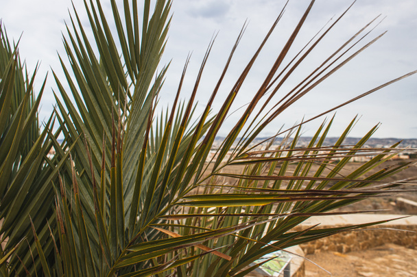 sunshine near green and fresh palm tree leaves  - Zdjęcie, obraz