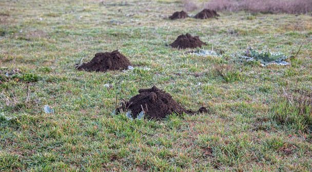 Řada krtčích kopců poškodila trávník. Molehillové. Poškozený trávník je výsledkem evropské činnosti krtka. Tento škodlivý organismus je také znám jako Talpa Europaea - Fotografie, Obrázek