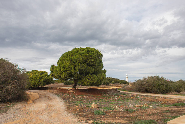 ścieżka w pobliżu zielonych drzew i starożytnej latarni morskiej w pafosie - Zdjęcie, obraz