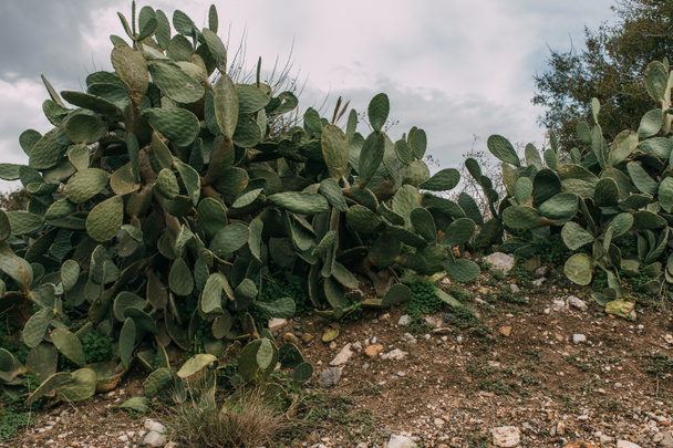 zelený kaktus s ostrými hroty na listech  - Fotografie, Obrázek