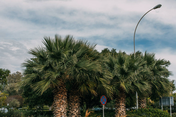 Yol işaretinin yanındaki yeşil palmiye ağaçları bulutlu mavi gökyüzüne karşı  - Fotoğraf, Görsel