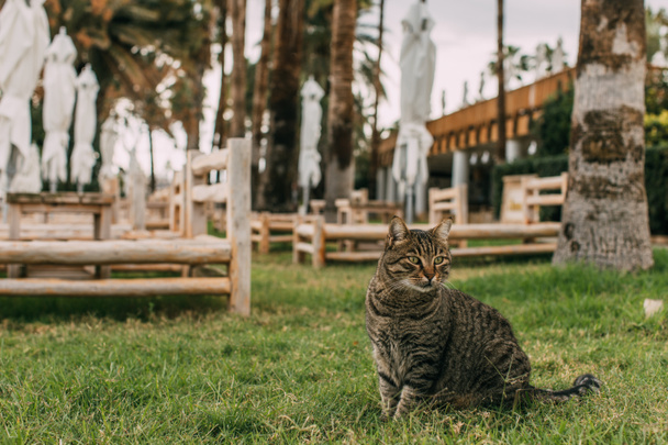 selective focus of cat sitting on grass near deck chairs  - Foto, imagen