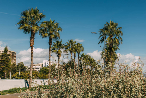 selective focus of green palm trees against blue sky  - Φωτογραφία, εικόνα