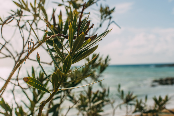 selective focus of green leaves near mediterranean sea - Фото, изображение