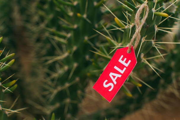 close up of red tag with sale lettering on cactus  - Photo, Image