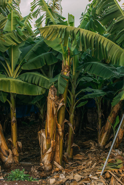 čerstvé a zelené listy na palmách  - Fotografie, Obrázek