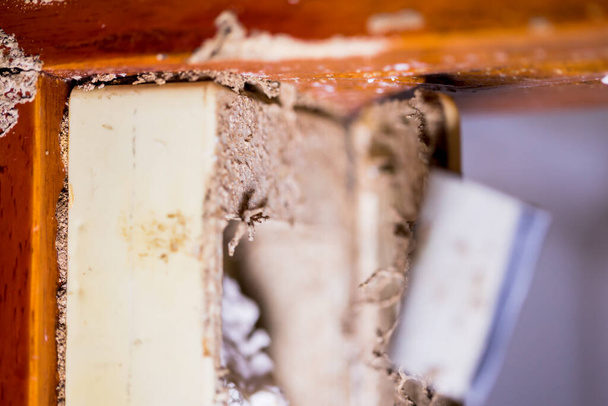 Терміти знищують дерев'яні двері на кухні та розташування мисливців термітів. Вибірковий фокус на станції на пошкоджених дерев'яних дверях
.  - Фото, зображення