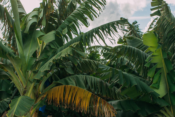 grüne und frische Palmenblätter gegen den Himmel - Foto, Bild