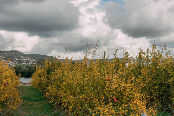 yellow plants and wildflowers against grey and cloudy sky  - Fotó, kép