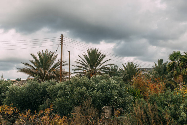 fresh and green leaves on palm trees against grey and cloudy sky  - Fotó, kép