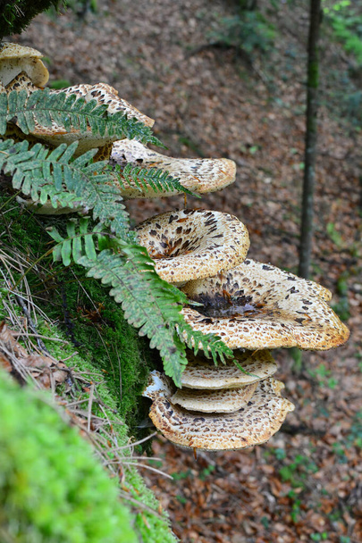 Polyporus squamosus of Pheasant 's Back mushroom, of Dryad' s Saddle mushroom, varens en mos op oude beukenboom, zijaanzicht - Foto, afbeelding