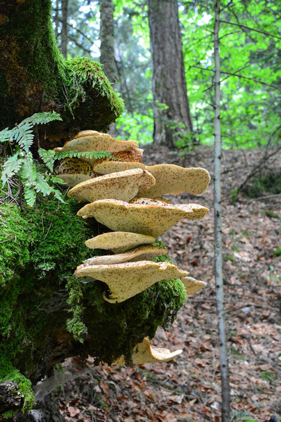 Polyporus squamosus, hongo basidiomiceto, con nombres comunes que incluyen la silla de montar de Dryad y el hongo Faisán en el hábitat natural
 - Foto, imagen