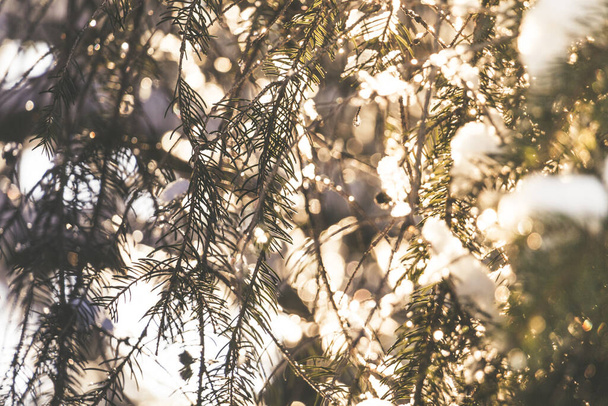 Σπρους κλαδιά δέντρων με λευκό χιόνι στην κορυφή με τον απογευματινό ήλιο να λάμπει μέσα στο χειμώνα παράγοντας ηλιαχτίδες - Φωτογραφία, εικόνα