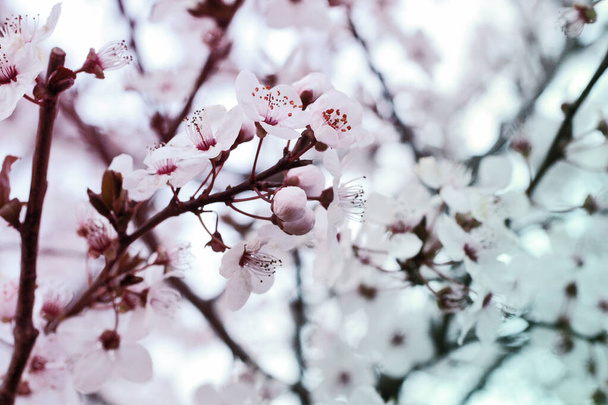 Ramo com flores brancas e folhas verdes frescas.Primavera fresco, flor perfumada.Sakura
. - Foto, Imagem