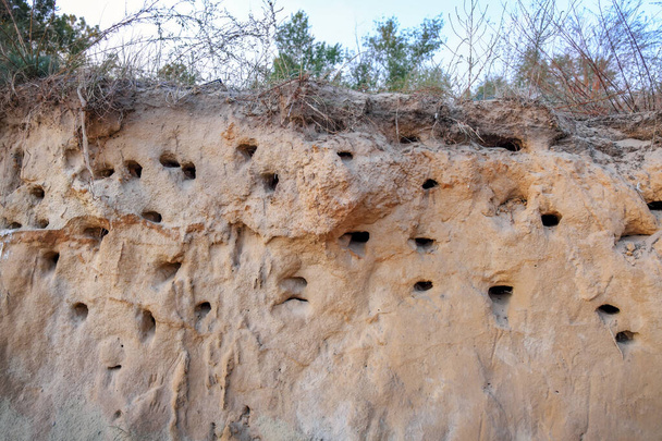 Prudké pobřeží s hnízdem ptáků v písku. Ptačí hnízdo na zemi - Fotografie, Obrázek