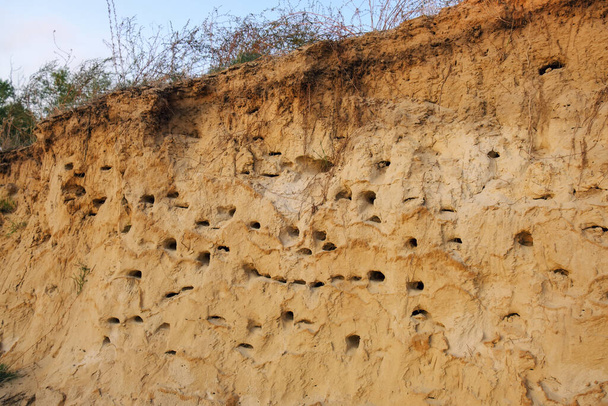 砂の中に鳥の巣を持つ急な海岸。鳥の巣が地面に - 写真・画像