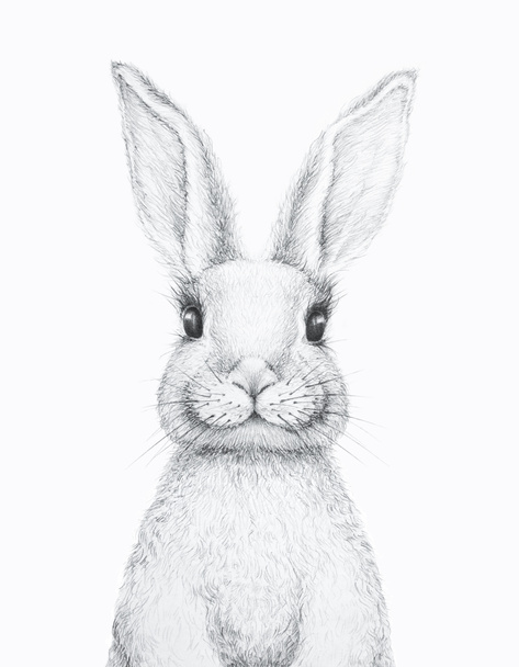 Bunny Rabbit. Easter Bunny. Pencil Draw. Nursery Wall Art. Kids Art Gift. Forest animal. White background - Photo, Image