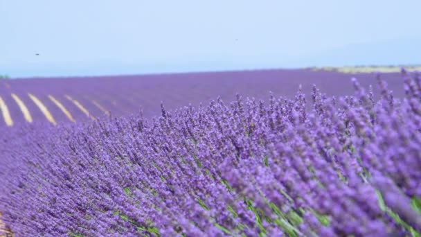CLOSE UP: Beautiful view of long rows of lavender stretching out into distance - Footage, Video
