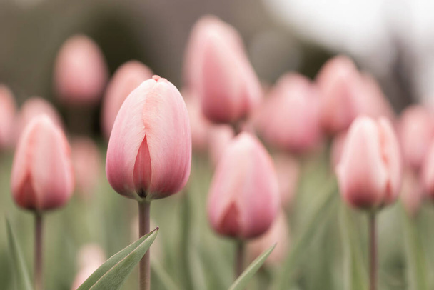 Krásné tulipány za jarního odpoledne - Fotografie, Obrázek