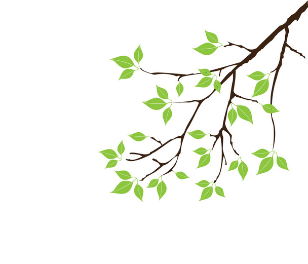 Tree Branch - Vector, Image