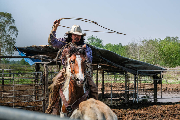 Los vaqueros a caballo tiran soga para atrapar vacas en el rancho.
. - Foto, Imagen