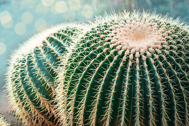 Green round cacti with thorns - Foto, Imagem