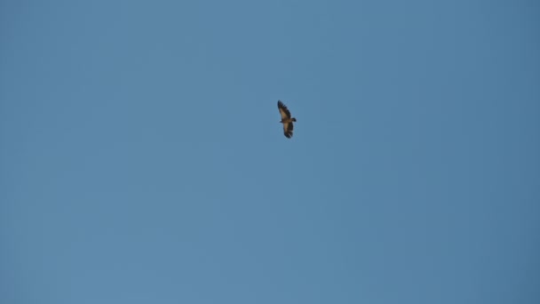 Himalaya griffon akbabası açık mavi gökyüzünde süzülüyor, özgürlük kuşu uçuşu - Video, Çekim