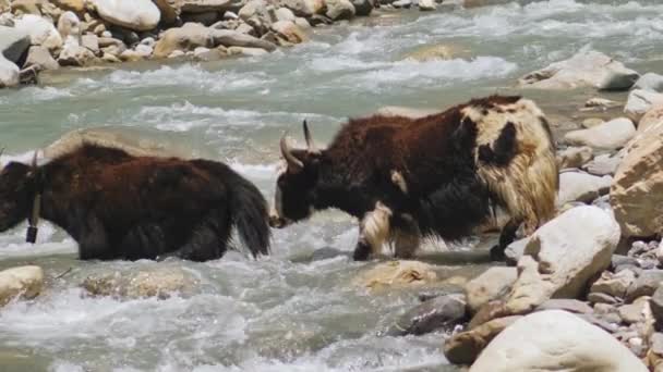 Dos yaks vadean a través del arroyo de agua en el río de montaña, yak se deslizan sobre piedra mojada
 - Imágenes, Vídeo