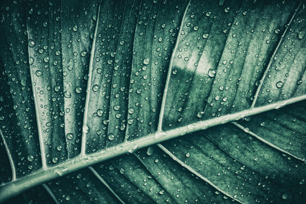 water druppels op tropisch blad, zuiverheid natuur achtergrond - Foto, afbeelding