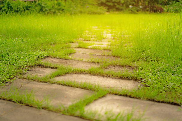 Случайный узор ступенчатой дорожки на грубой зеленой газоне в саду, под солнечным светом утром
  - Фото, изображение