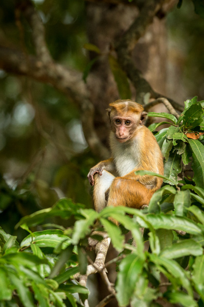 Toque macaque (Macaca sinica) monkeys are a group of Old World monkeys native to the Indian subcontinent, monkey sitting on tree,  Wilpattu National Park, Sri Lanka, exotic adventure in Asia - Photo, Image