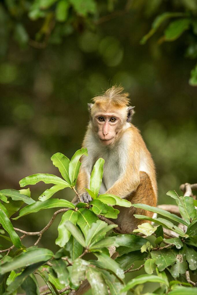 Toque macaque (Macaca sinica) monkeys are a group of Old World monkeys native to the Indian subcontinent, monkey sitting on tree,  Wilpattu National Park, Sri Lanka, exotic adventure in Asia - Photo, Image